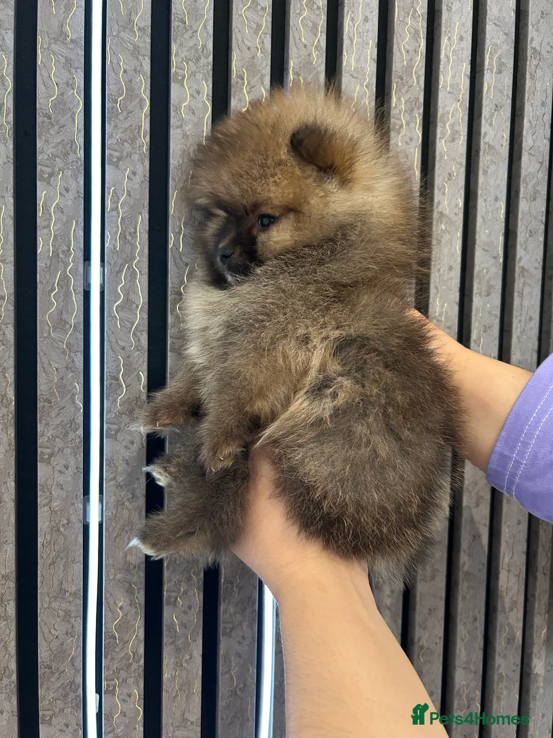 Pomeranian dogs for sale: 3 XXS FULL POMERANIAN RUSSIAN BREED PUPS  - Advert 11
