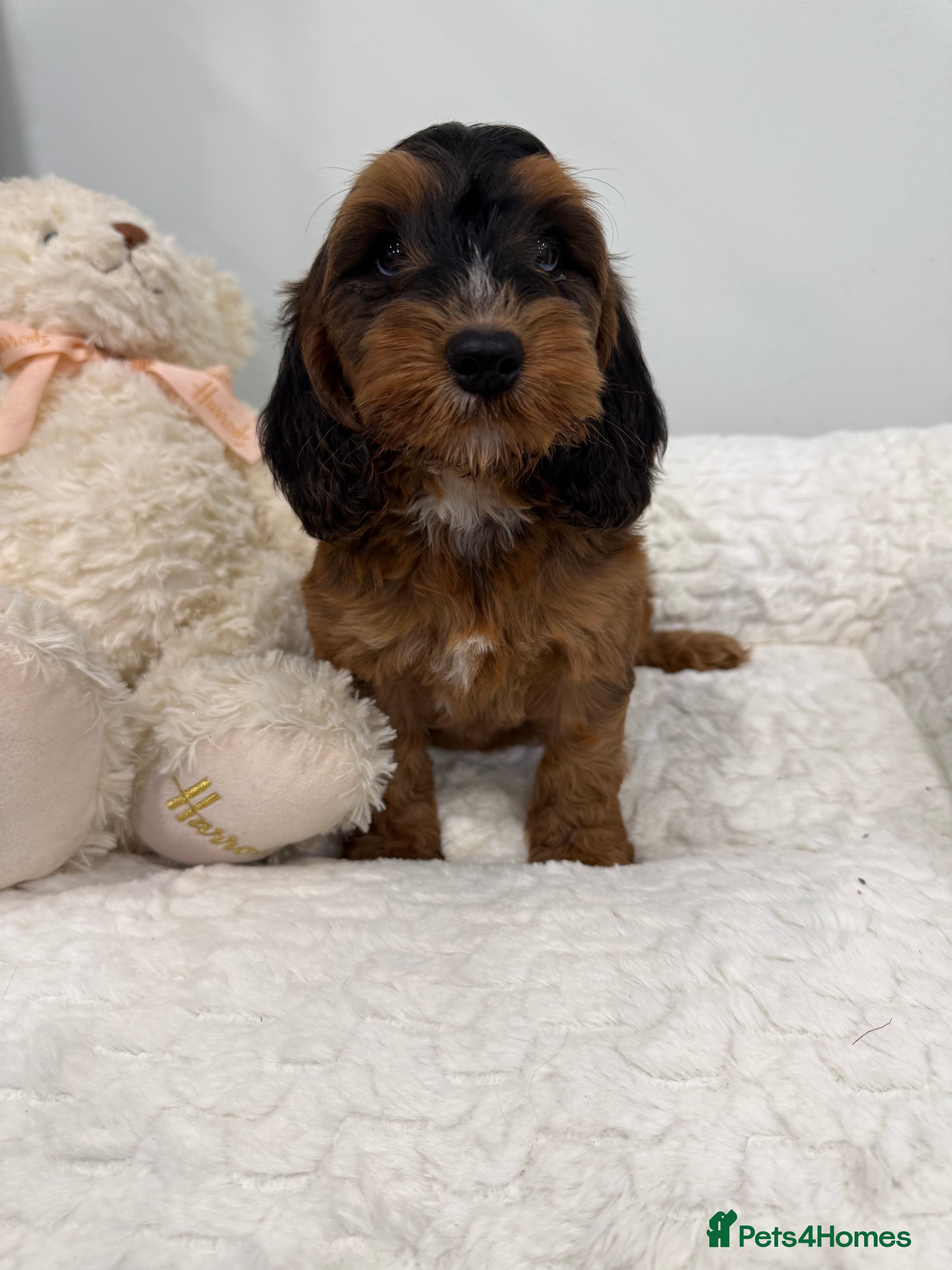 Cockapoo dogs 11 red sable, f1 cockapoo. KC & DNA clear parents - Advert 14