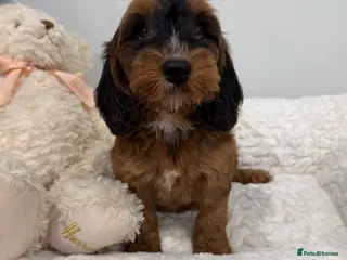 Cockapoo dogs 11 red sable, f1 cockapoo. KC & DNA clear parents - Advert 18