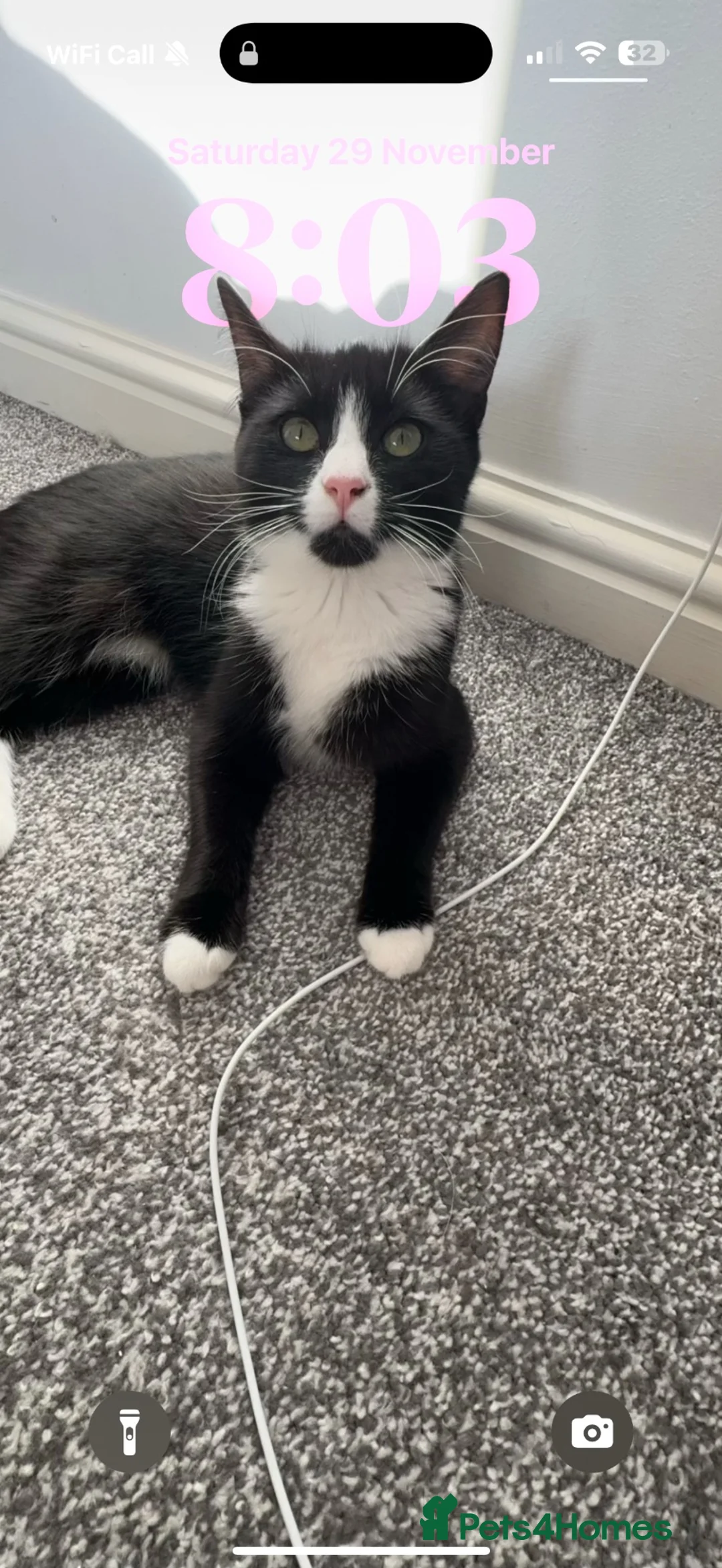 Mixed Breed cats for sale: Miley  - Advert 1