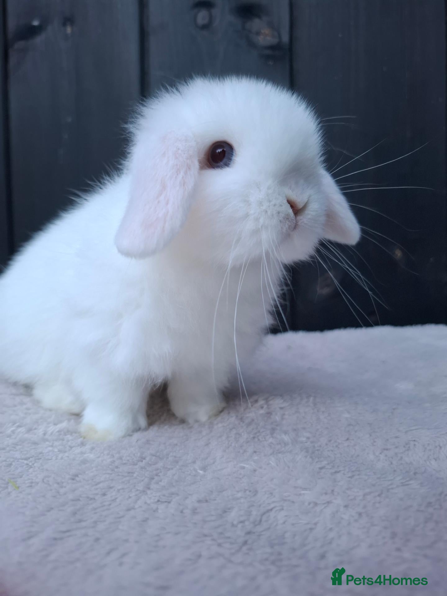 Mini Lop rabbits Mini lop baby boy avalible now - Advert 3
