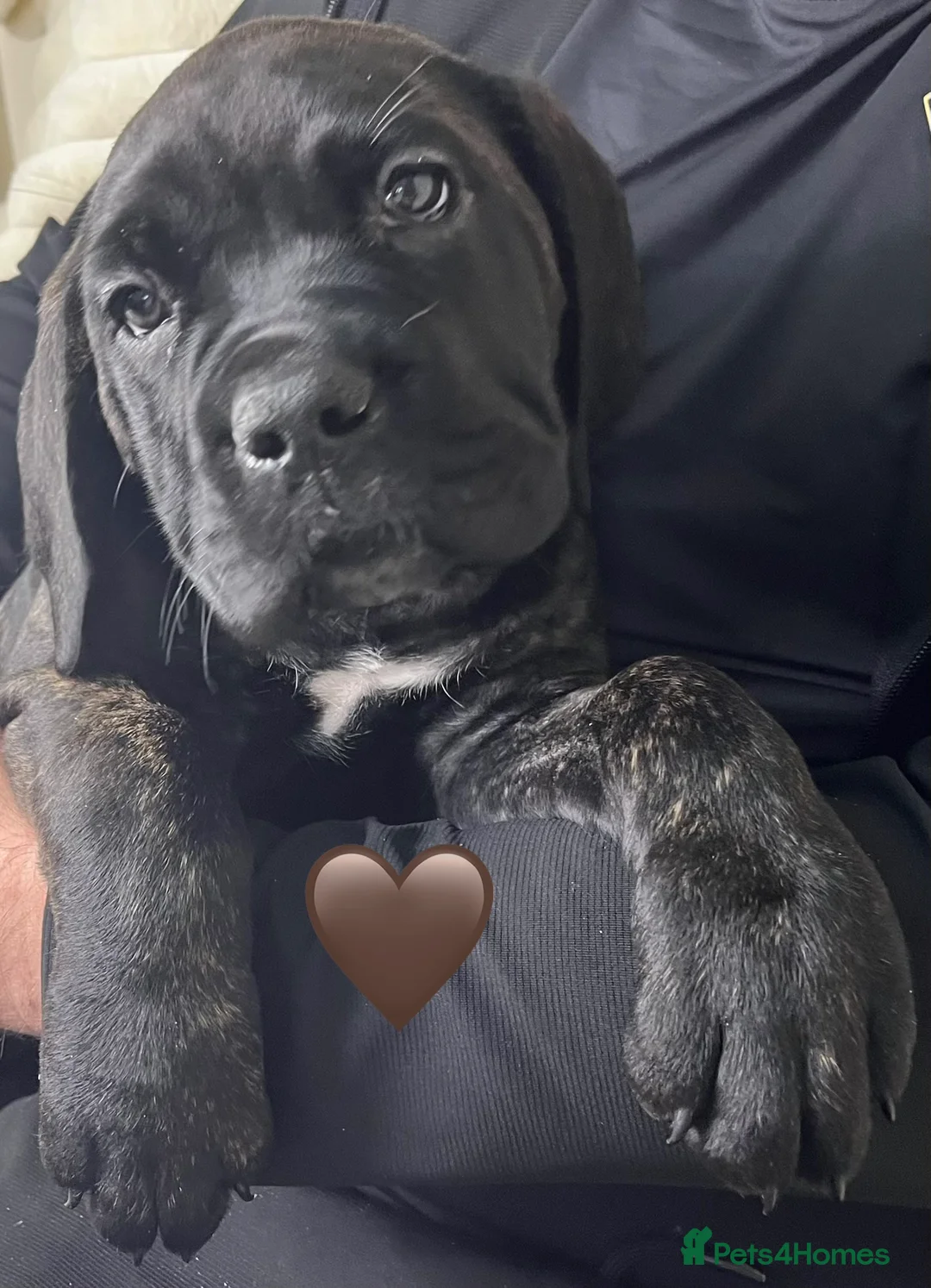 Cane Corso dogs for sale: Cane Corso Puppies Full pedigree  - Advert 8