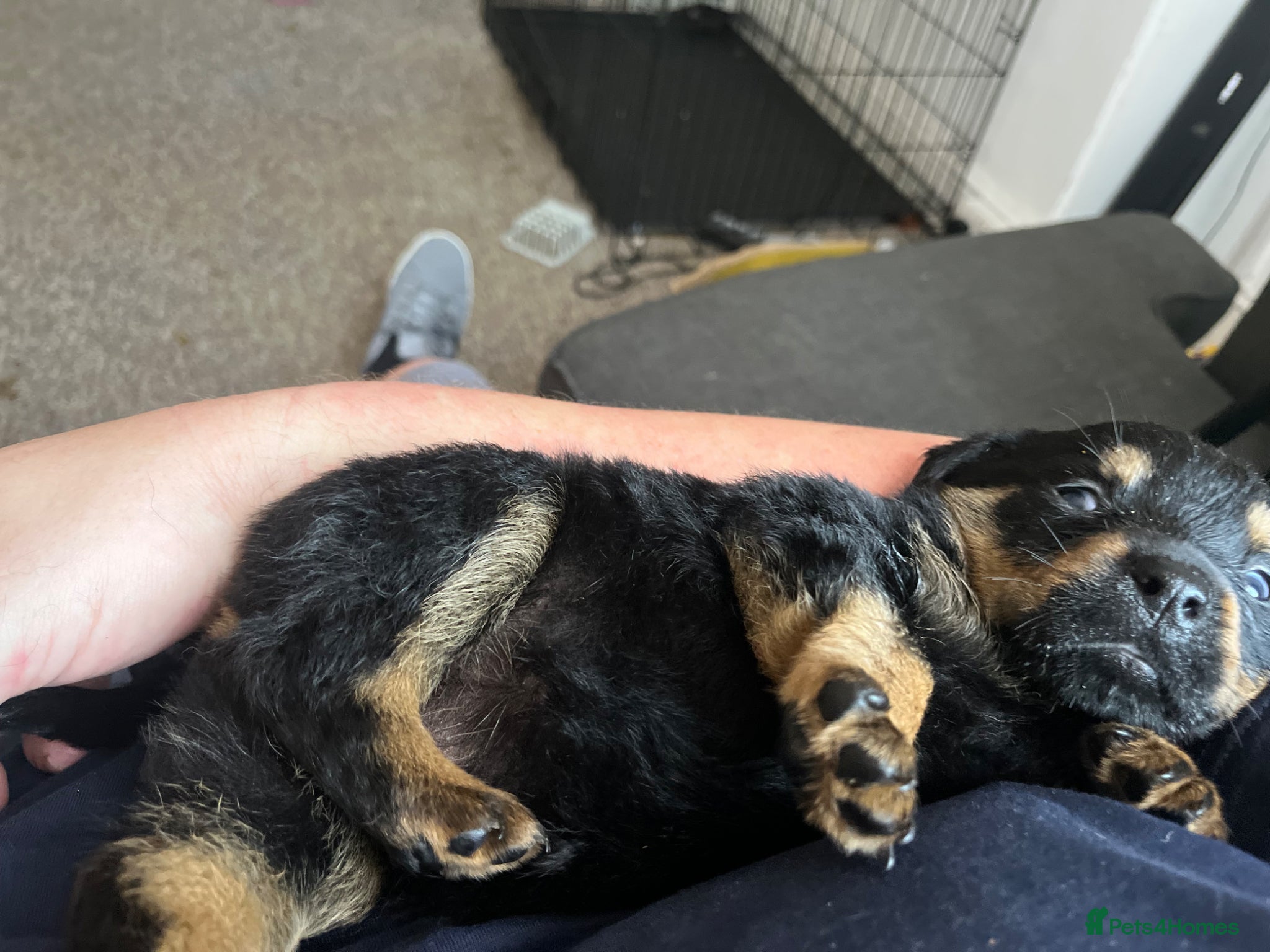 Rottweiler dogs for sale: Beautiful Chucky rottie pups - Advert 2
