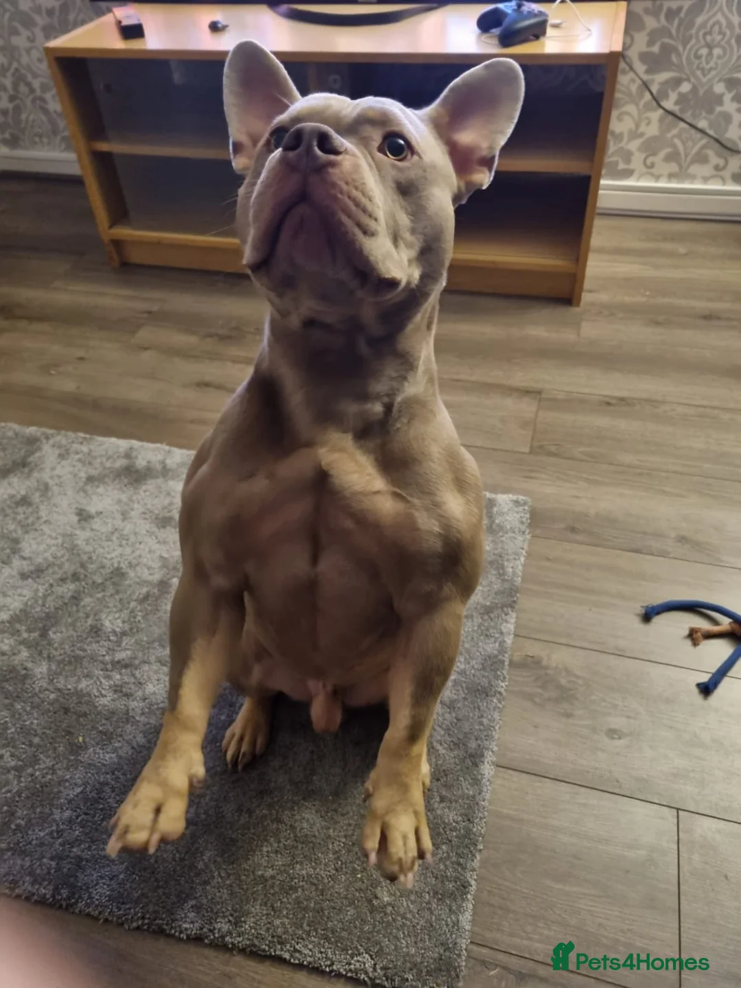 Mixed Breed dogs for sale: Blu the FRULLY - Advert 8