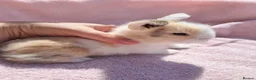 Mini Lion Lop rabbits for sale: Breeding pair of mini lion lops plus babies - Advert 9