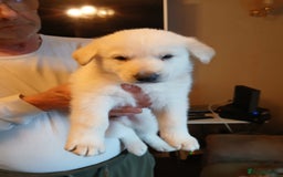 German Shepherd dogs for sale: 2 German shepherd puppies for sale  - Image 2