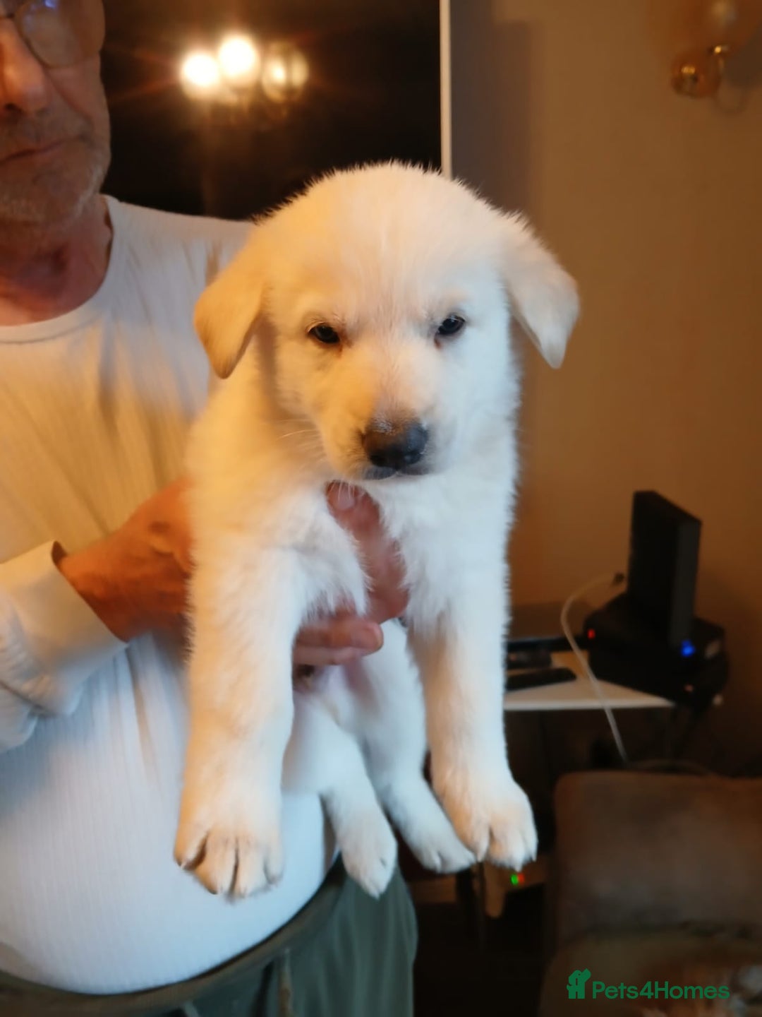 German Shepherd dogs for sale: 2 German shepherd puppies for sale  - Image 2