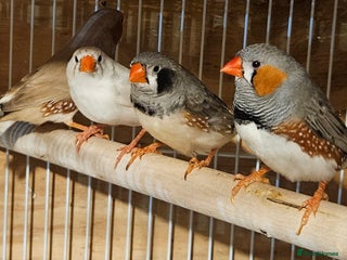Finches birds Goldfinches, Bengalese finches & Zebra Finches - Advert 7