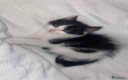 Mixed Breed cats for sale: Mixed breed ragdoll kittens  - Image 3