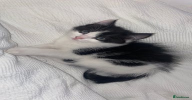 Mixed Breed cats - Advert 10