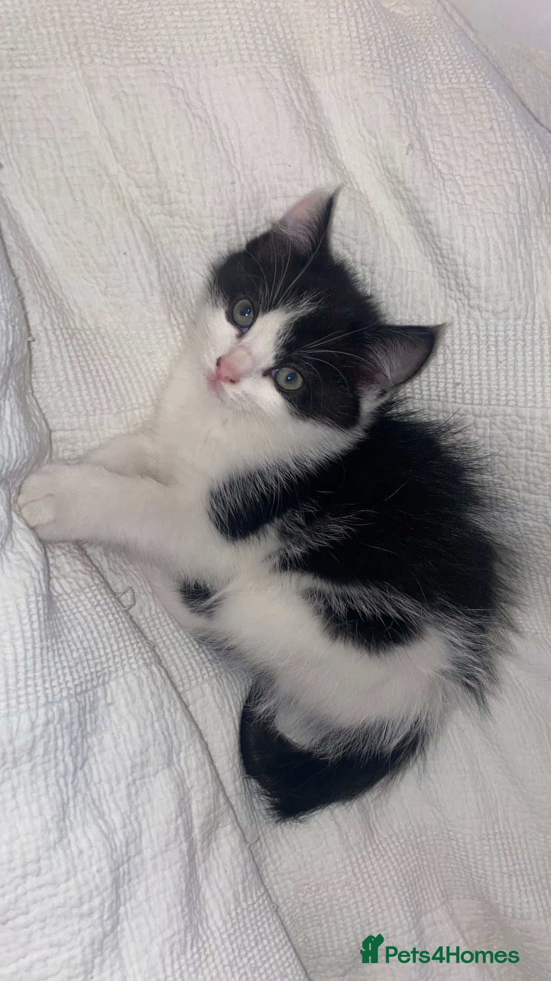 Mixed Breed cats for sale: Mixed breed ragdoll kittens  - Image 3