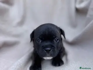 Staffordshire Bull Terrier dogs KC Staffordshire Bull Terrier - Advert 8