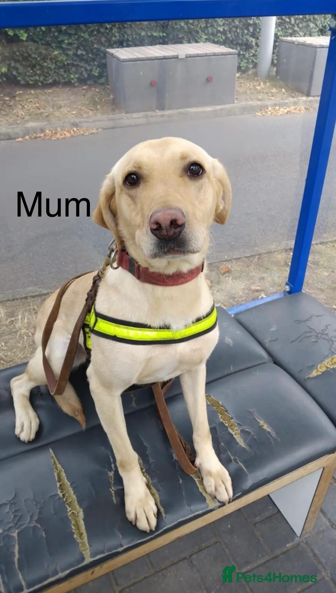 Labrador Retriever dogs for sale: KC Registered, Health Tested Labradors  - Advert 3