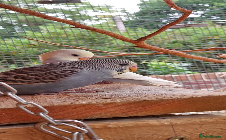 Budgerigars birds - Advert 10