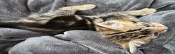 Bengal cats for sale: Bengal x Maine Coon Kittens - Advert 17