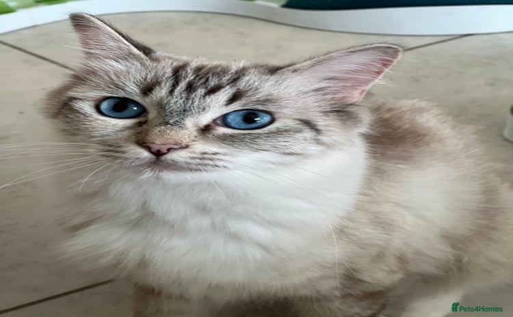 Ragdoll cats - Advert 3