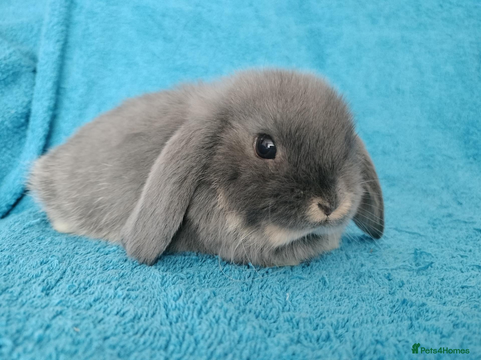 Mini Lop rabbits Baby mini lop rabbits for sale  - Advert 18