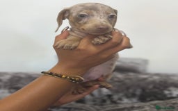 Miniature Dachshund dogs for sale: 7 stunning miniature dachshund puppies - Image 8