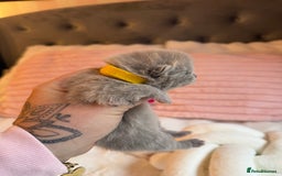 British Shorthair cats for sale: Pure British shorthair Champion line 😻🥇🏆 - Image 11