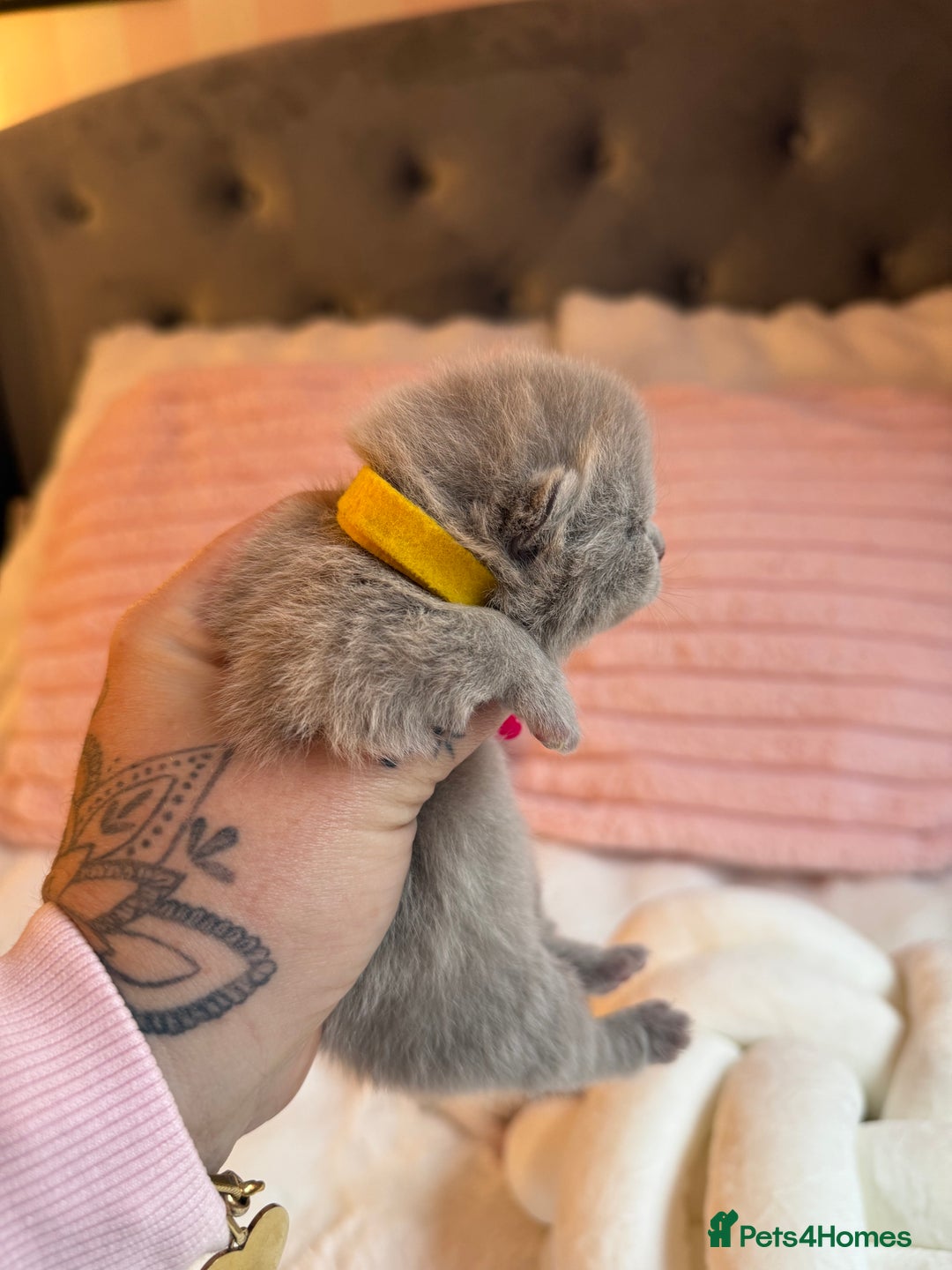 British Shorthair cats for sale: Pure British shorthair Champion line 😻🥇🏆 - Image 11