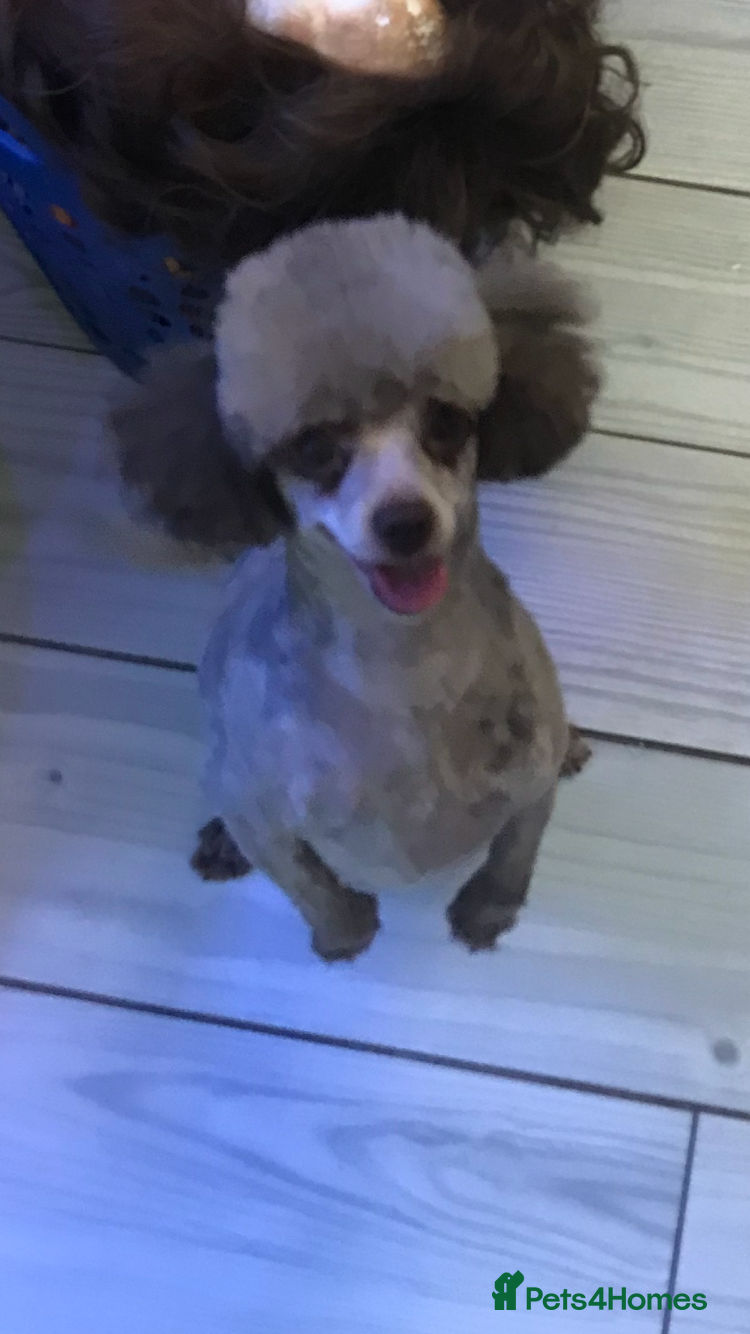 Toy Poodle dogs Toy poodle WAITING LIST - Advert 1