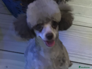 Toy Poodle dogs Toy poodle WAITING LIST - Advert 1