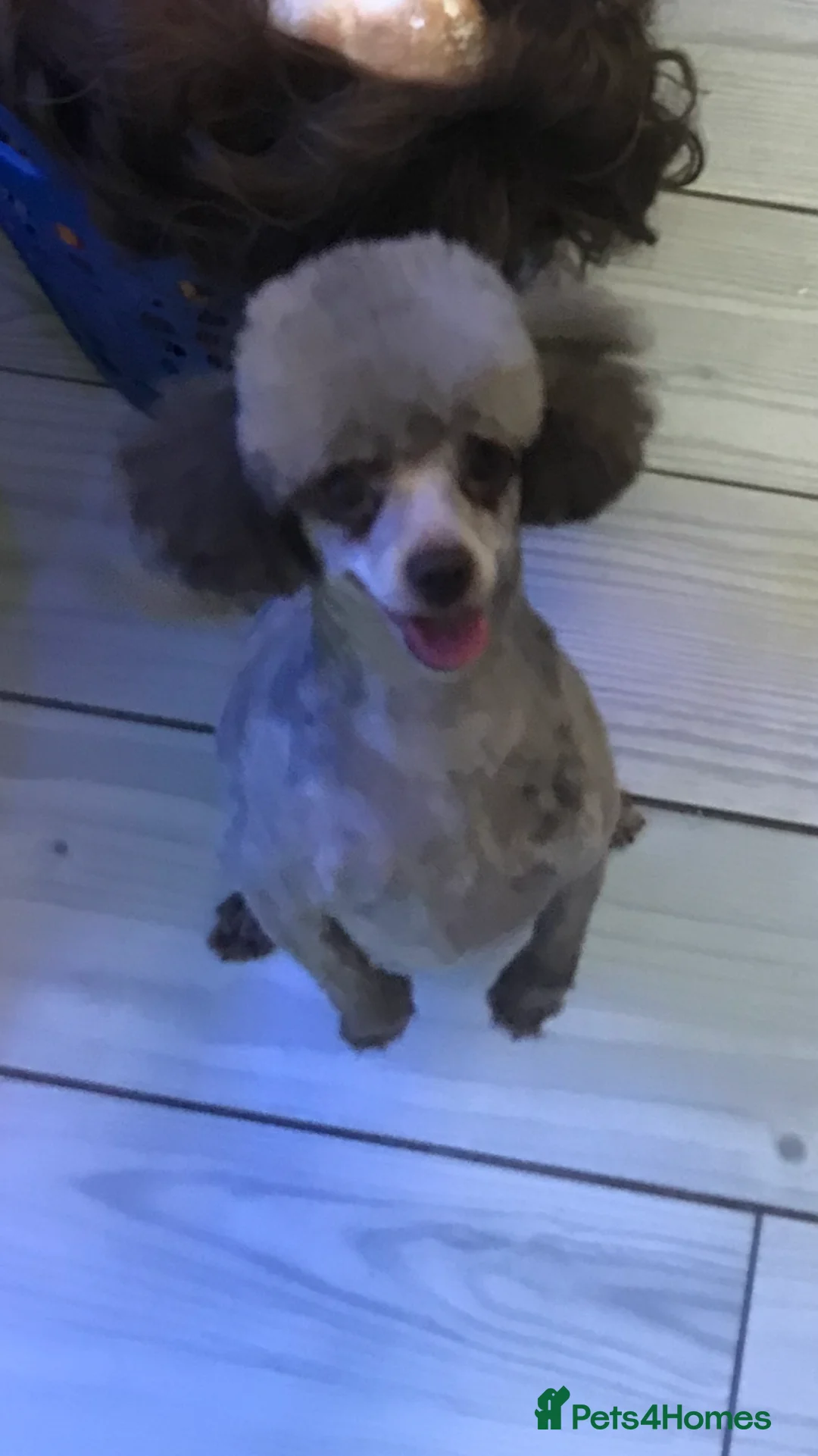 Toy Poodle dogs for sale: Perfect Toy poodle WAITING LIST - Advert 9