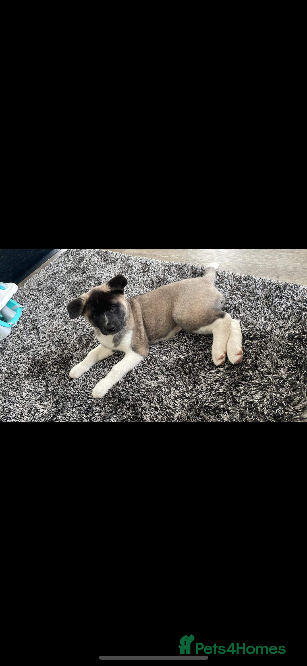 Akita dogs for sale: Loving 1.5 Year Old Female American Akita - Advert 2