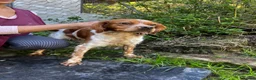 Brittany Spaniel dogs for adoption: Yair   in Worthing - Advert 2