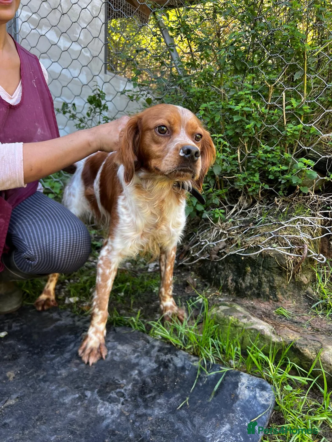 Brittany Spaniel dogs for adoption: Yair   in Worthing - Advert 2
