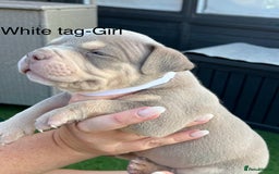 American Bully dogs for sale: Stunning pocket bully litter fully registered  - Image 6