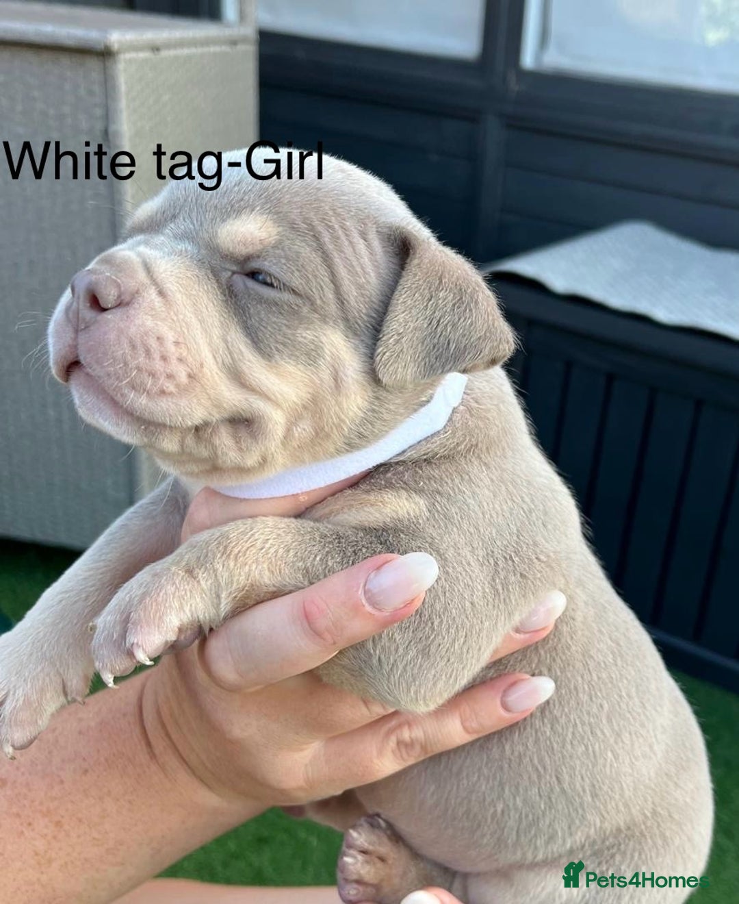 American Bully dogs for sale: Stunning pocket bully litter fully registered  - Image 6