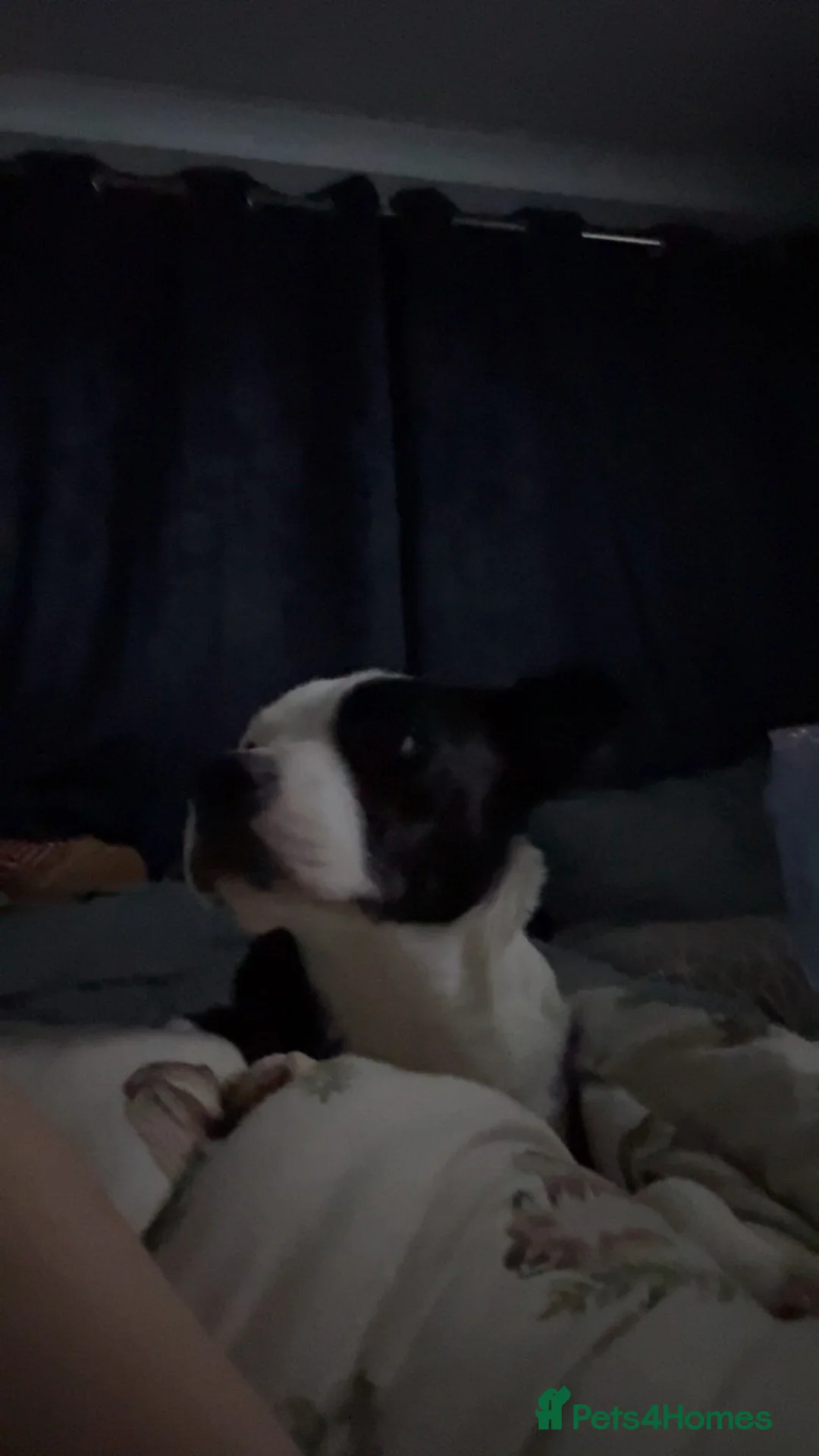 Mixed Breed dogs for sale: Male puppy - Advert 2