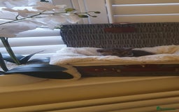 Scottish Fold cats for sale: 😻 Adorable Scottish Fold Kittens For Sale😻 - Image 19