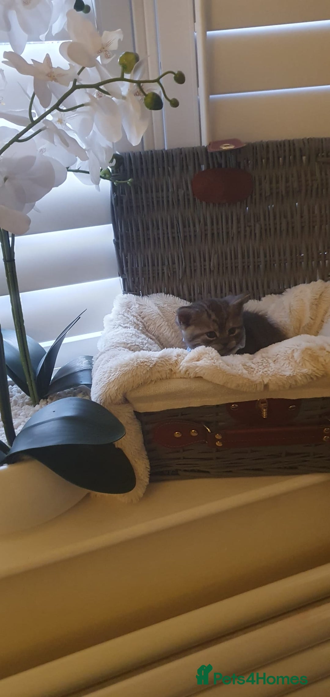 Scottish Fold cats for sale: 😻 Adorable Scottish Fold Kittens For Sale😻 - Image 19