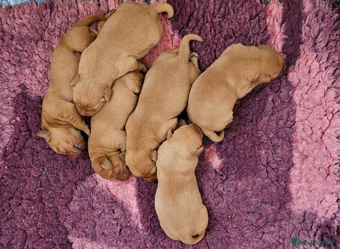 Labrador Retriever dogs for sale: 6 STUNNING KC REG FOX RED LABRADORS  - Advert 16