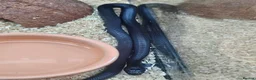 Snake reptiles for sale: Mexican black kingsnake  - Advert 6