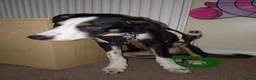 Border Collie dogs for sale: 20 WEEK BORDER COLLIE PUPPY BUDDY - Advert 4