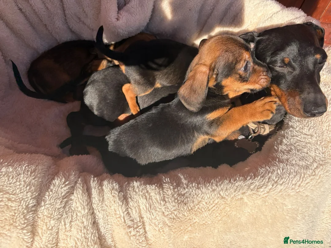Miniature Dachshund dogs for sale: Miniature dachshund puppies in Salisbury - Advert 2