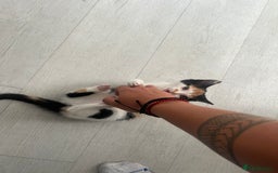 European cats for sale: Kitten (girl) for sale - ready to go  - Image 5