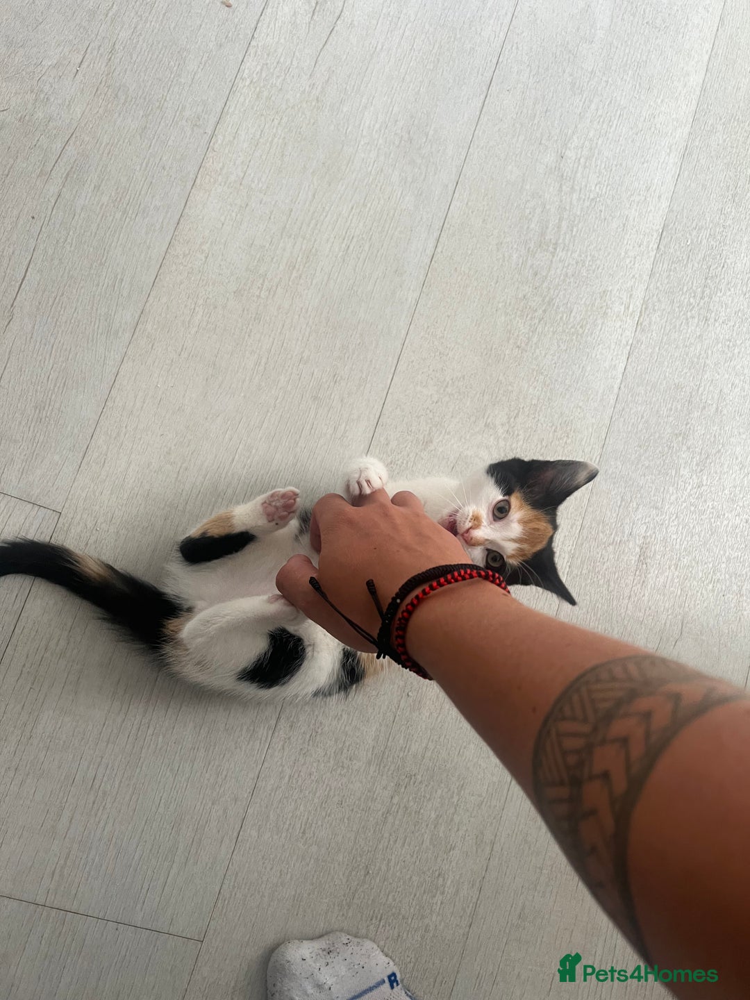 European cats for sale: Kitten (girl) for sale - ready to go  - Image 5