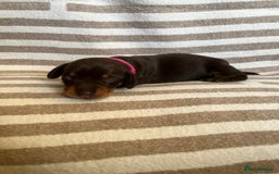 Miniature Dachshund dogs for sale: Beautiful Miniature dachshunds🐶🤎 - Advert 19
