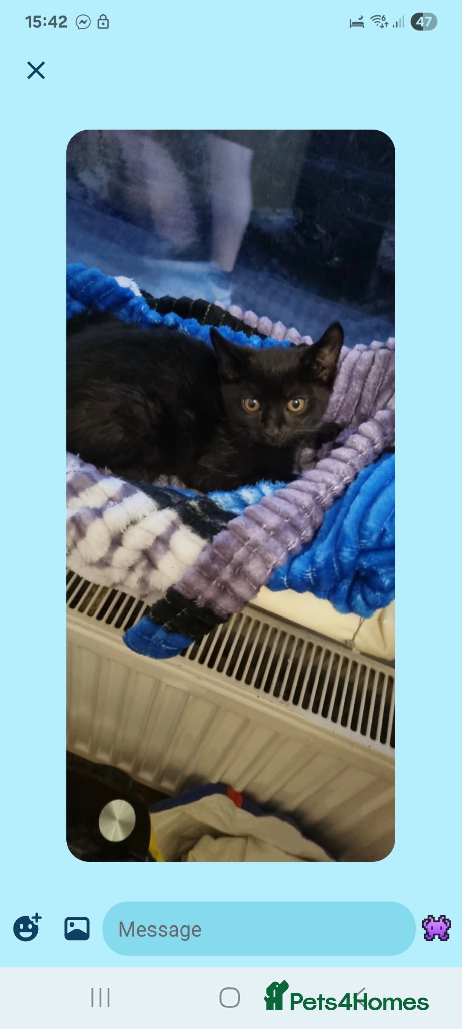 Bombay cats Bombay cat 3 month old  - Advert 2