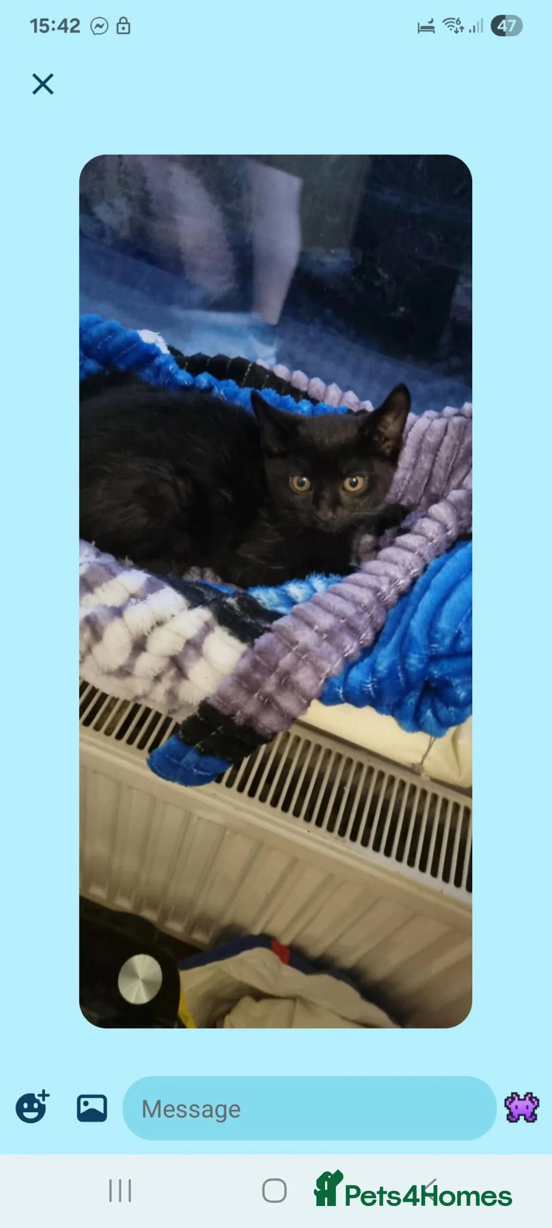 Bombay cats for sale: Bombay cat 3 month old  - Advert 1