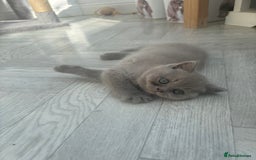 British Shorthair cats for sale: Lilic GCCF registered active champion lines  - Image 11