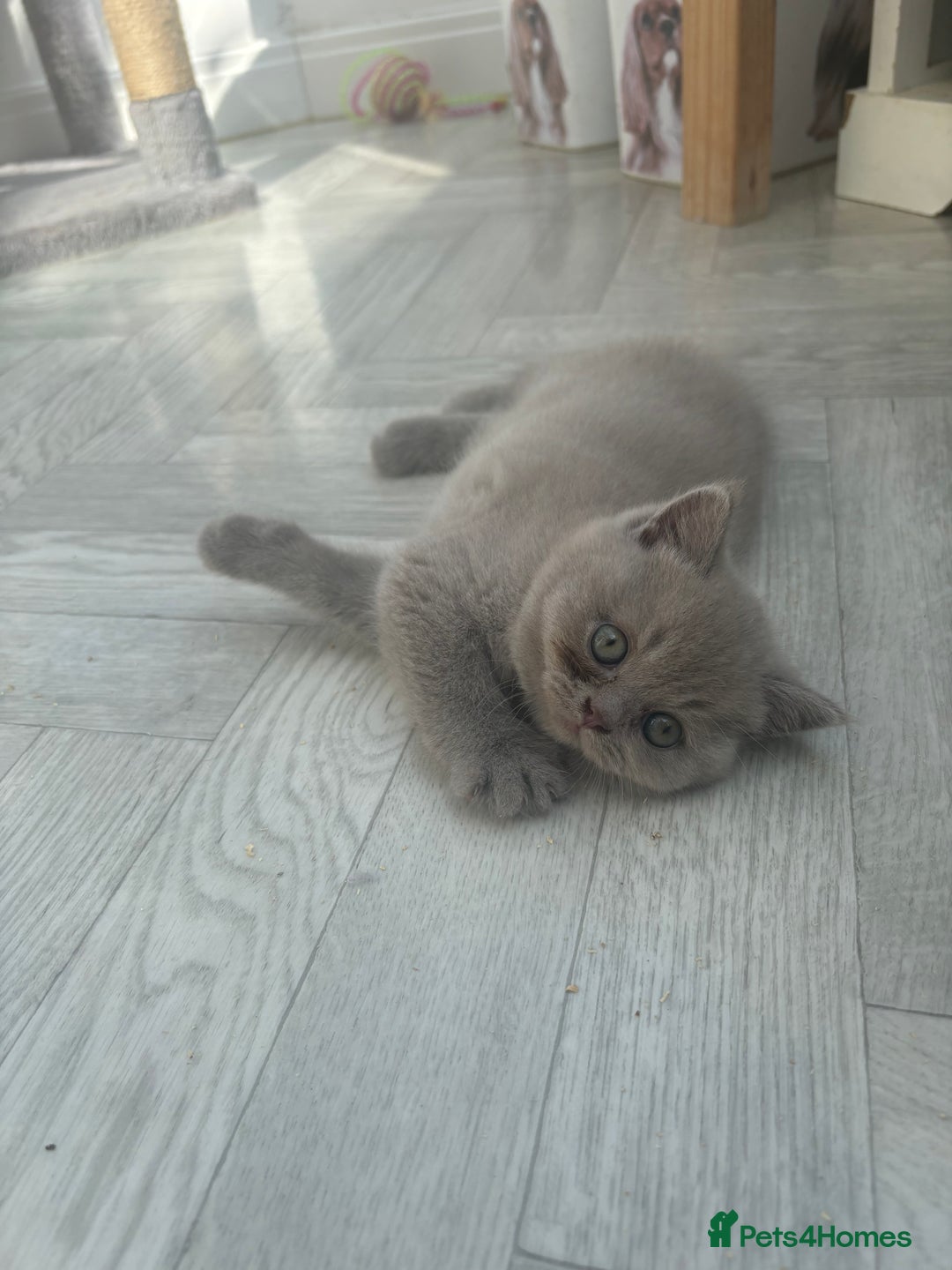 British Shorthair cats for sale: Lilic GCCF registered active champion lines  - Image 11