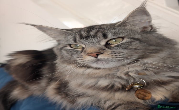 Maine Coon cats - Advert 6