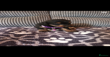 Mixed Breed dogs - Advert 5