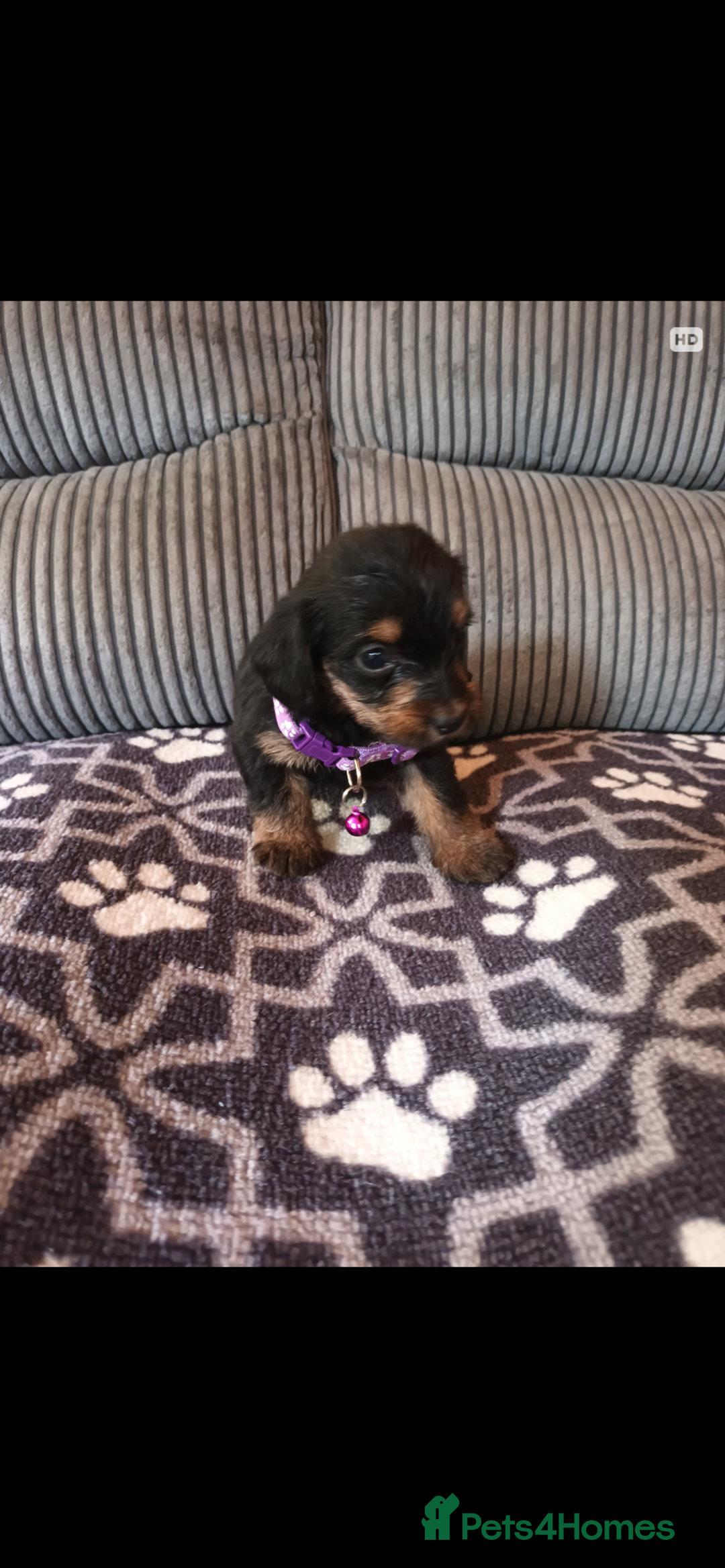 Mixed Breed dogs for sale: Dachshund x Chiwawa  - Image 5