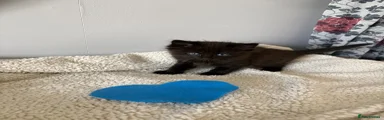 Mixed Breed Kitten 1
